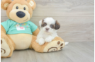 Happy Shih Poo Baby