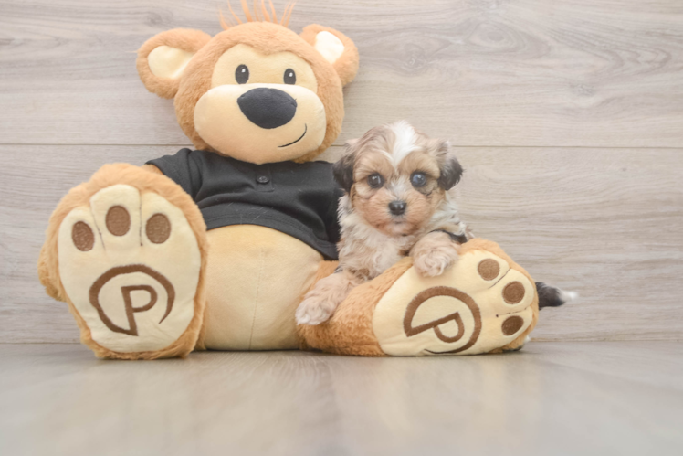 Best Shih Poo Baby