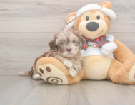 6 week old Shih Poo Puppy For Sale - Lone Star Pups