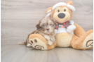 Best Shih Poo Baby
