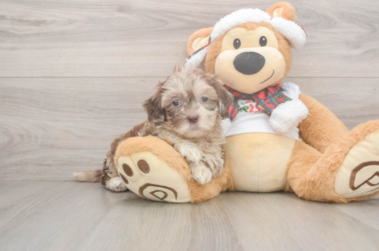 Best Shih Poo Baby
