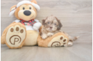 Hypoallergenic Shih Poo Poodle Mix Puppy