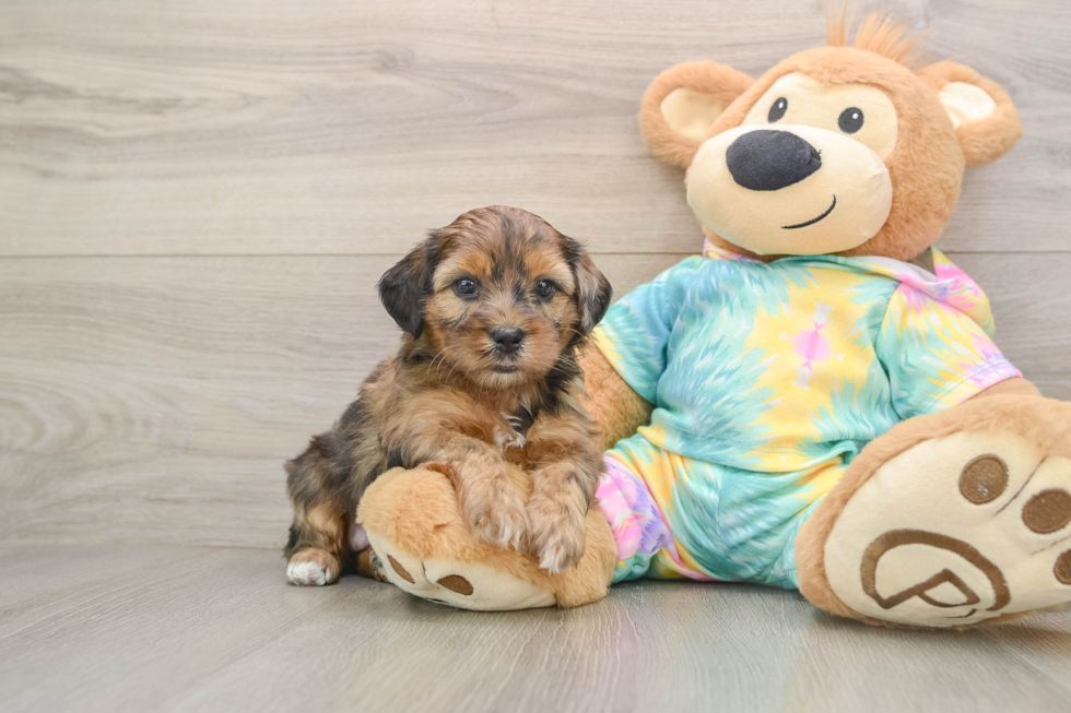 Shih Poo Pup Being Cute