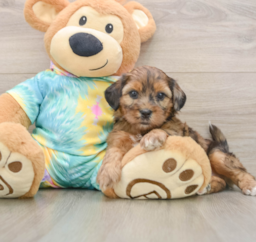 5 week old Shih Poo Puppy For Sale - Lone Star Pups