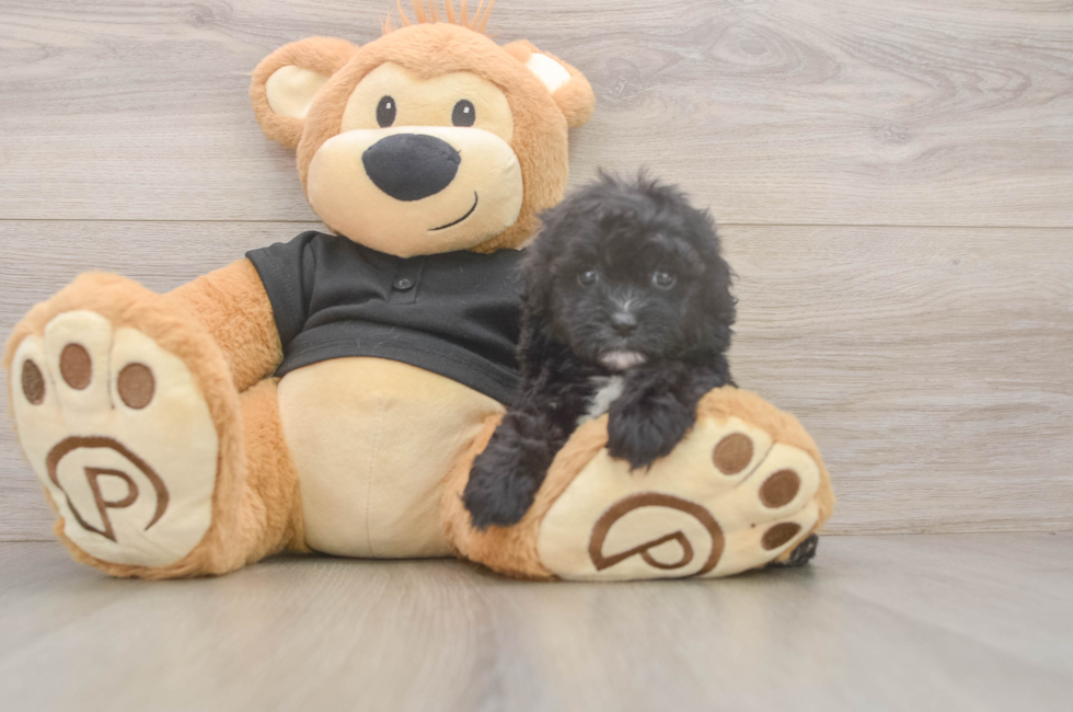 5 week old Shih Poo Puppy For Sale - Lone Star Pups
