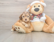 5 week old Shih Poo Puppy For Sale - Lone Star Pups