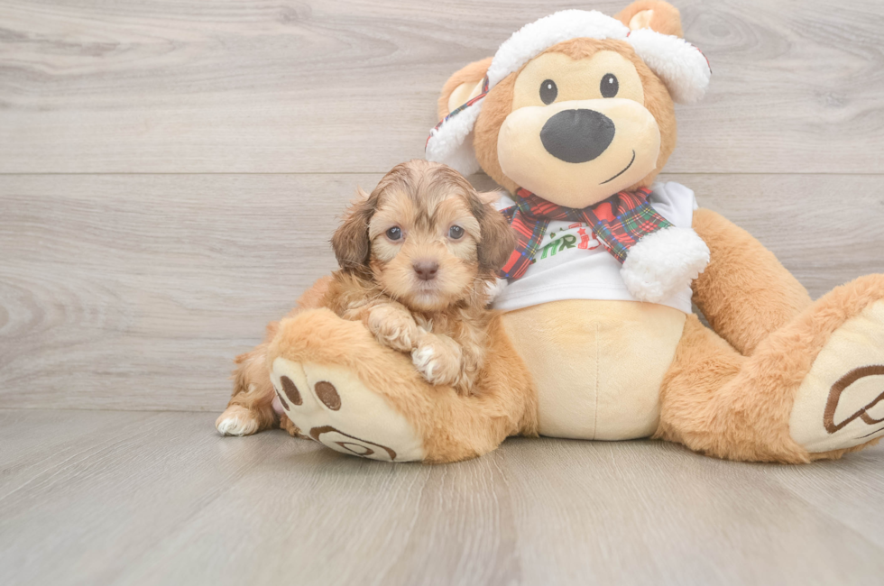 5 week old Shih Poo Puppy For Sale - Lone Star Pups