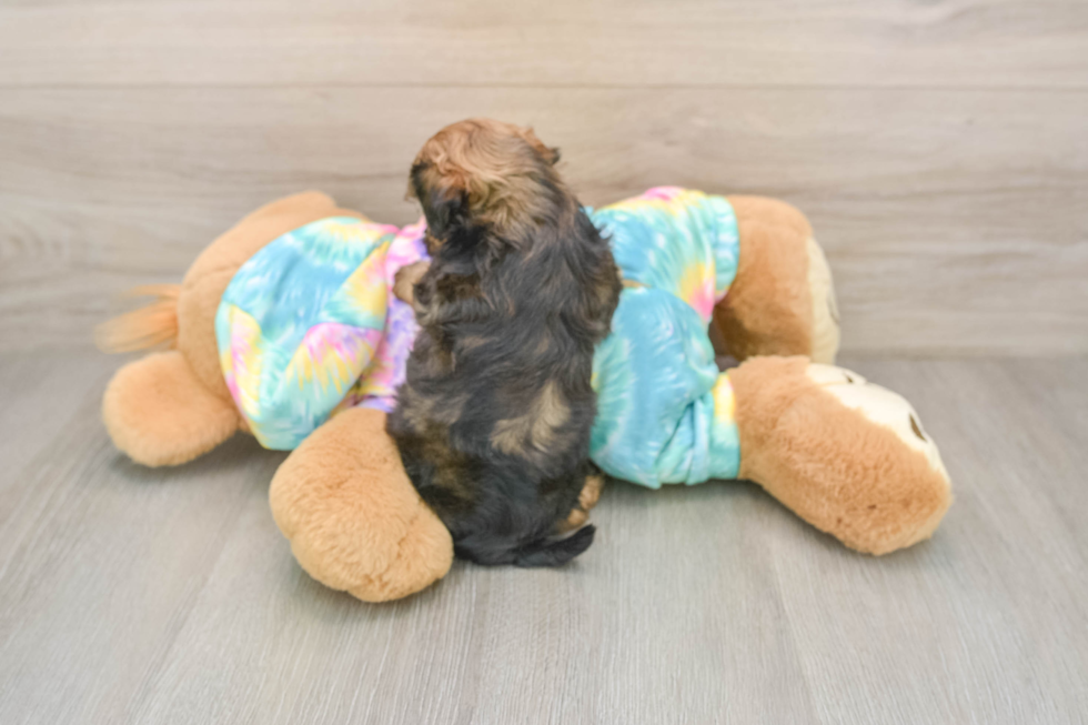 Shih Poo Puppy for Adoption