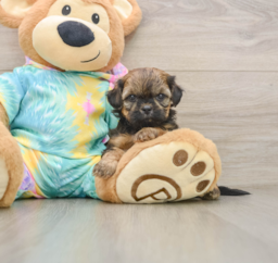 5 week old Shih Poo Puppy For Sale - Lone Star Pups