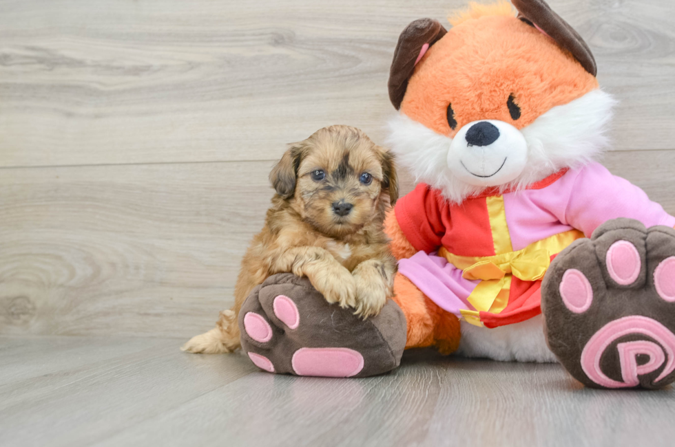 5 week old Shih Poo Puppy For Sale - Lone Star Pups