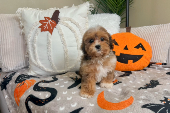 9 week old Shih Poo Puppy For Sale - Lone Star Pups Shih Poo Puppy for Adoption