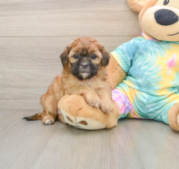 5 week old Shih Poo Puppy For Sale - Lone Star Pups