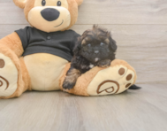 6 week old Shih Poo Puppy For Sale - Lone Star Pups