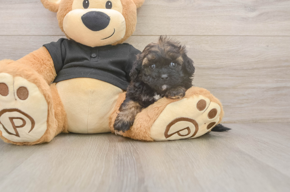 5 week old Shih Poo Puppy For Sale - Lone Star Pups