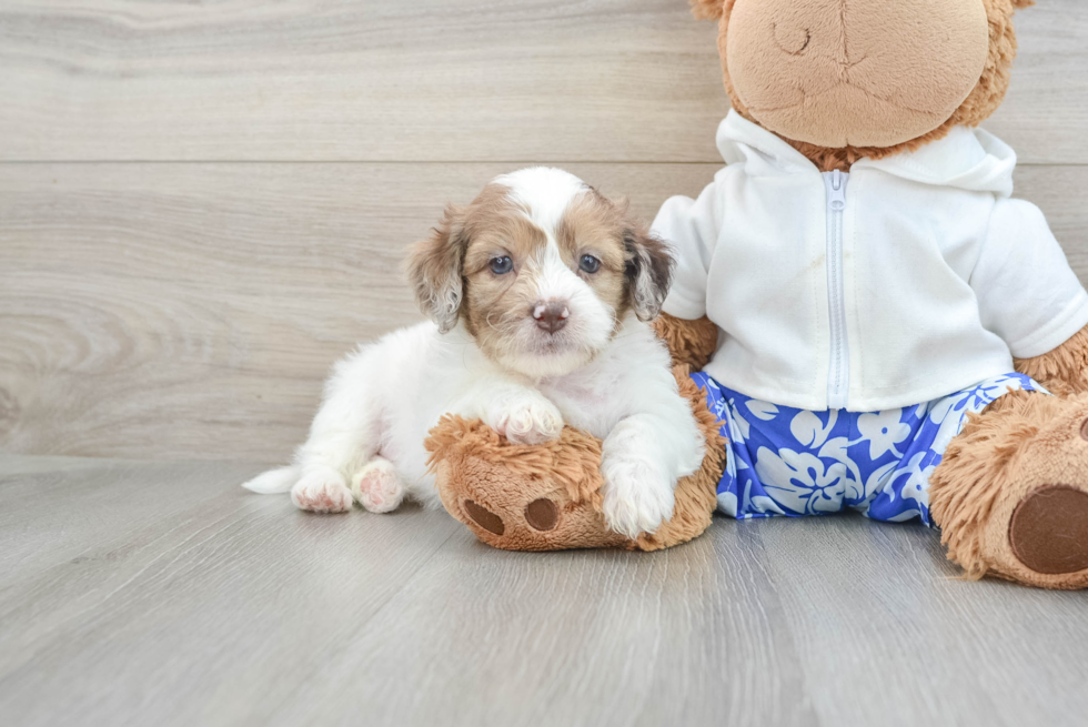 Little Shihpoo Poodle Mix Puppy