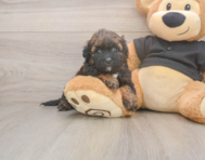 6 week old Shih Poo Puppy For Sale - Lone Star Pups