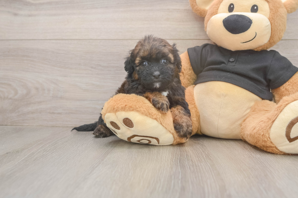 5 week old Shih Poo Puppy For Sale - Lone Star Pups