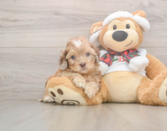 6 week old Shih Poo Puppy For Sale - Lone Star Pups
