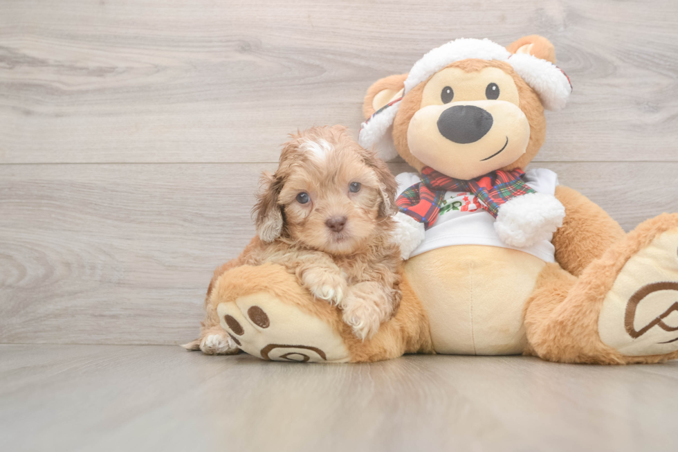 Shih Poo Puppy for Adoption