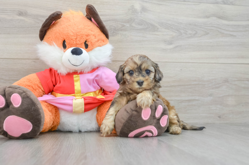 5 week old Shih Poo Puppy For Sale - Lone Star Pups