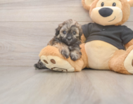 7 week old Shih Poo Puppy For Sale - Lone Star Pups