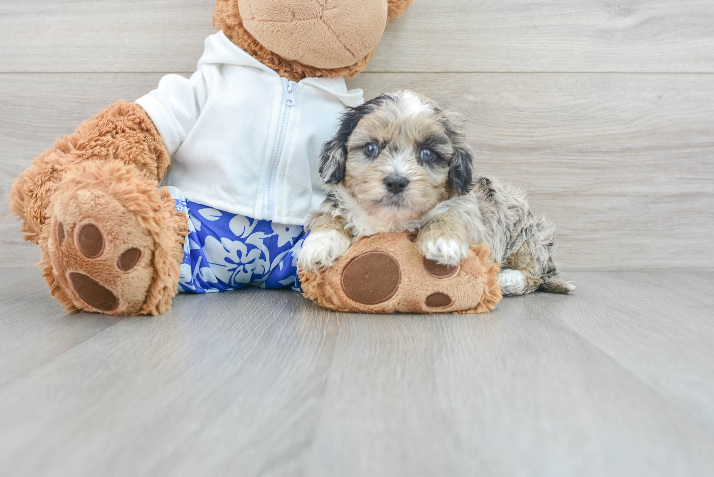Popular Shih Poo Poodle Mix Pup