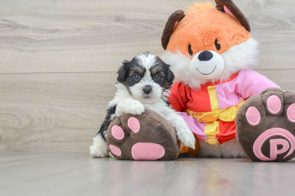 5 week old Shih Poo Puppy For Sale - Lone Star Pups