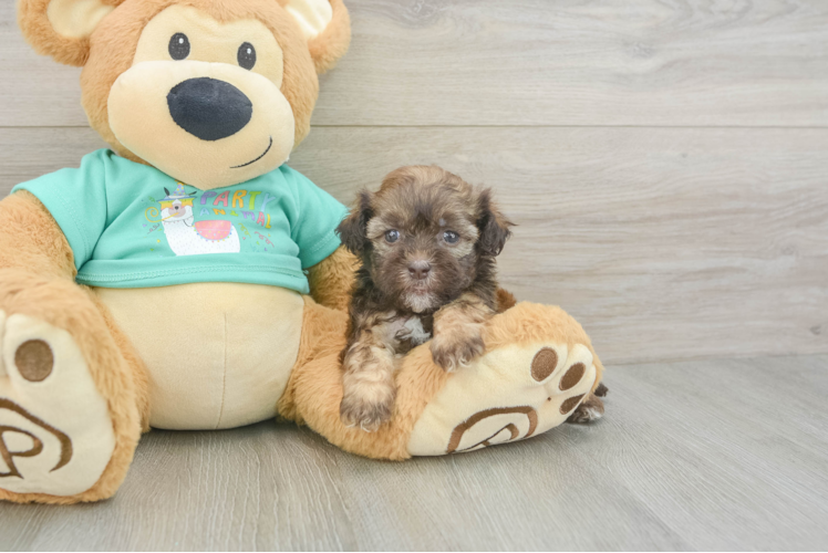 Shih Poo Puppy for Adoption