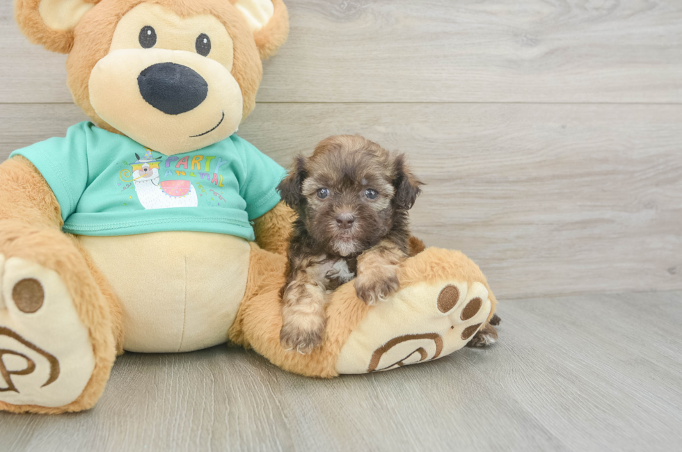 5 week old Shih Poo Puppy For Sale - Lone Star Pups