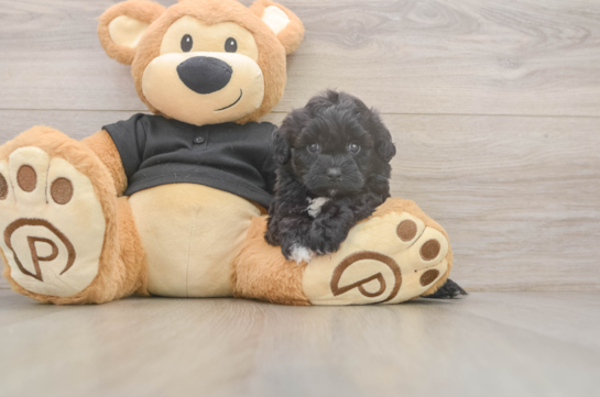 9 week old Shih Poo Puppy For Sale - Lone Star Pups Best Shih Poo Baby