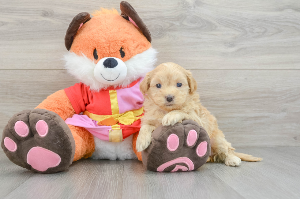 5 week old Shih Poo Puppy For Sale - Lone Star Pups