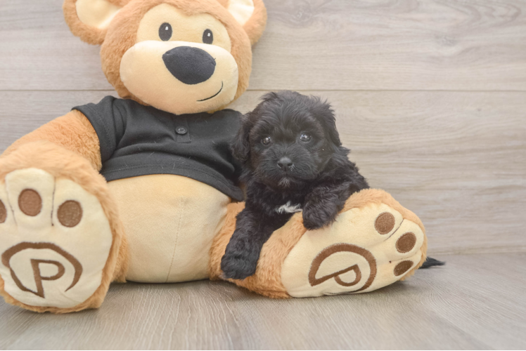 Shih Poo Pup Being Cute