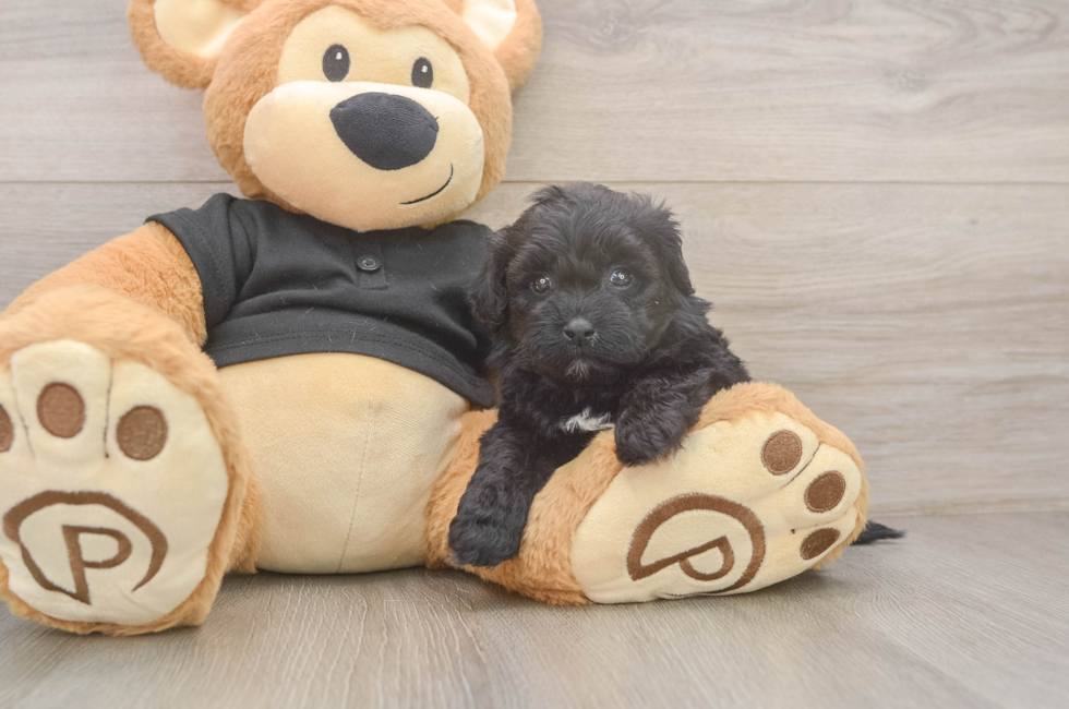 5 week old Shih Poo Puppy For Sale - Lone Star Pups