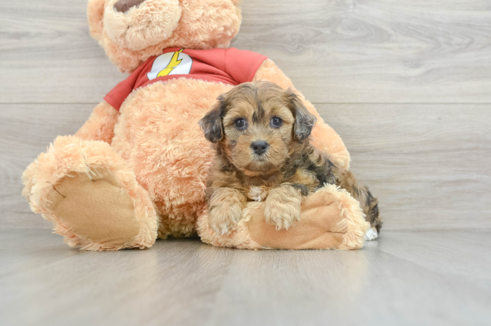 5 week old Shih Poo Puppy For Sale - Lone Star Pups
