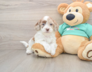 8 week old Shih Poo Puppy For Sale - Lone Star Pups