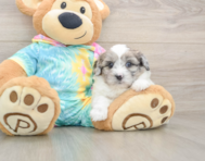 7 week old Shih Poo Puppy For Sale - Lone Star Pups