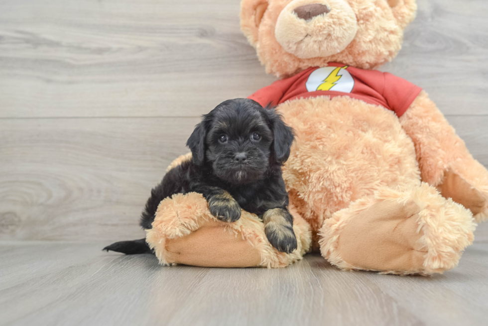 Shih Poo Puppy for Adoption