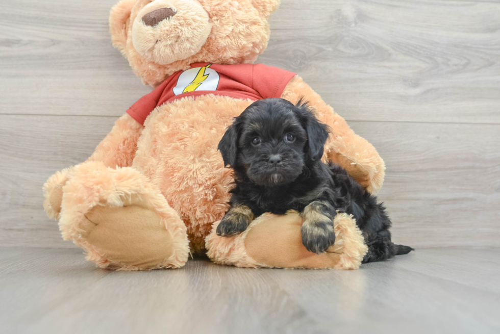 Small Shih Poo Baby