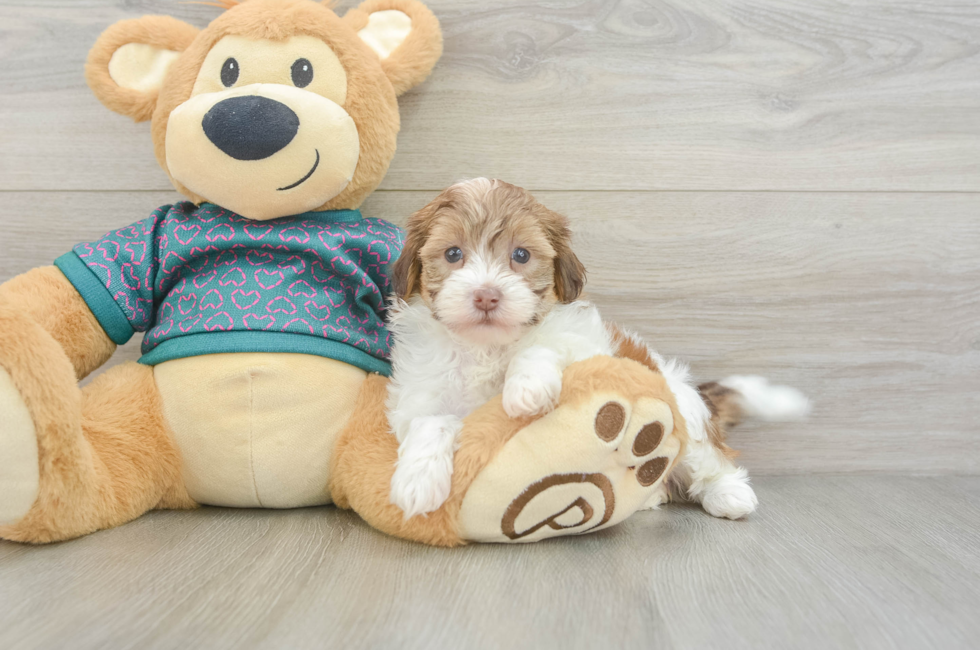 5 week old Shih Poo Puppy For Sale - Lone Star Pups