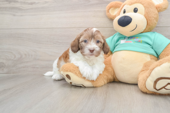 Adorable Shih Poo Poodle Mix Puppy