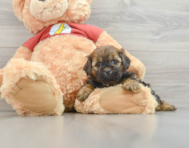 6 week old Shih Poo Puppy For Sale - Lone Star Pups