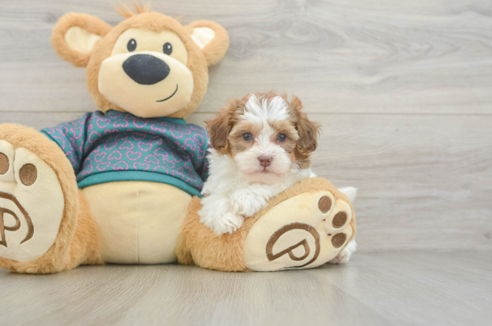 5 week old Shih Poo Puppy For Sale - Lone Star Pups