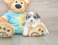 7 week old Shih Poo Puppy For Sale - Lone Star Pups