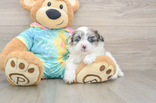 Shih Poo Pup Being Cute