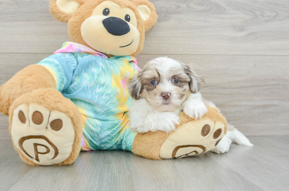 7 week old Shih Poo Puppy For Sale - Lone Star Pups