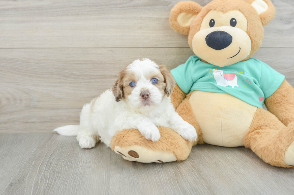 5 week old Shih Poo Puppy For Sale - Lone Star Pups