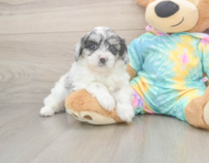 5 week old Shih Poo Puppy For Sale - Lone Star Pups