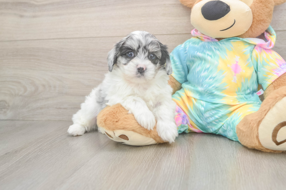 5 week old Shih Poo Puppy For Sale - Lone Star Pups
