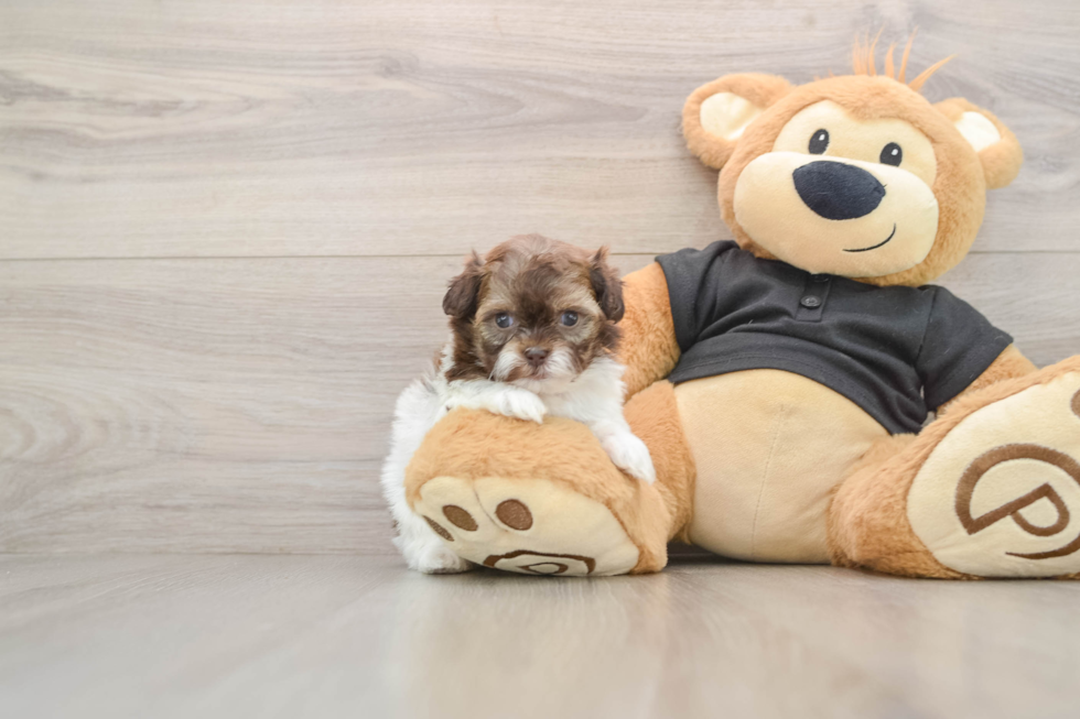 Energetic Shihpoo Poodle Mix Puppy