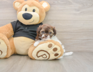 6 week old Shih Poo Puppy For Sale - Lone Star Pups